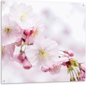 Tuinposter – Roze/Witte Bloesemtak - 100x100cm Foto op Tuinposter  (wanddecoratie voor buiten en binnen)