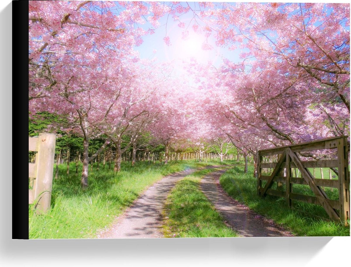 KuijsFotoprint Canvas - Zandpad tussen de Roze Bomen - 40x30cm Foto op Canvas Schilderij (Wanddecoratie op Canvas) Groen