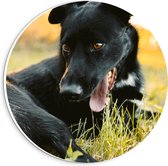 Forex Wandcirkel - Zwarte Hond in het gras  - 20x20cm Foto op Wandcirkel (met ophangsysteem)