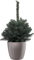 Boom van Botanicly – Picea Pungens Super Blue in taupe pot als set – Hoogte: 60 cm