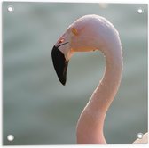 Tuinposter – Roze Flamingokop - 50x50cm Foto op Tuinposter  (wanddecoratie voor buiten en binnen)
