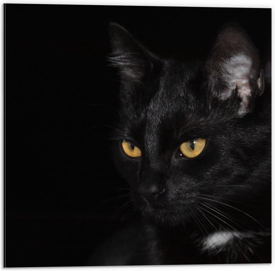 Dibond - Zwarte Kat op Zwarte Achtergrond  - 50x50cm Foto op Aluminium (Wanddecoratie van metaal)