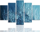 Schilderij , Paardebloem met waterdruppels , 4 maten , 5 luik , blauw wit , Premium print ,XXl