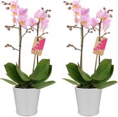 Orchideeën van Botanicly – 2 × Orchidee – Hoogte: 45 cm, 1 tak – Phalaenopsis Multiflora Amaglad