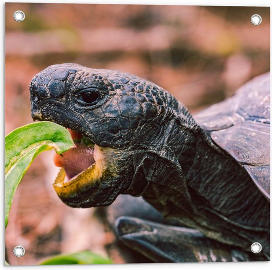Tuinposter - Schildpad etend aan Blaadje - Foto op Tuinposter (wanddecoratie voor buiten en binnen)