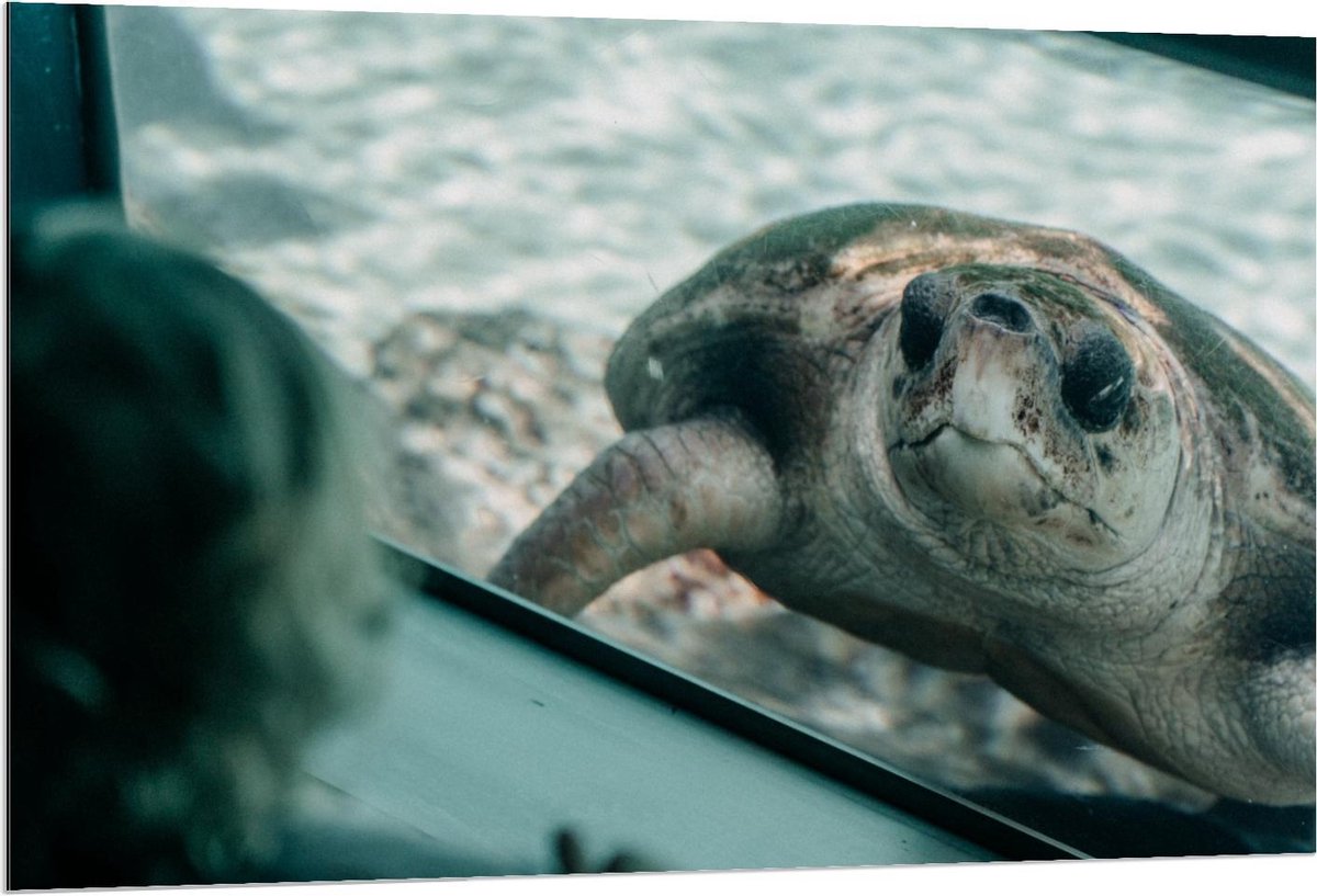 Dibond - Schildpad in Aquarium - 120x80cm Foto op Aluminium (Met Ophangsysteem)