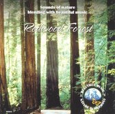 Redwood Forest