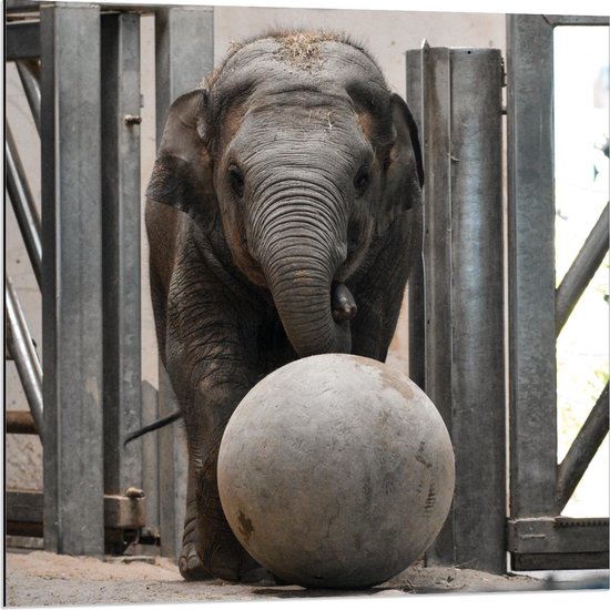 Dibond - Kleine Olifant met Bal  - 80x80cm Foto op Aluminium (Wanddecoratie van metaal)