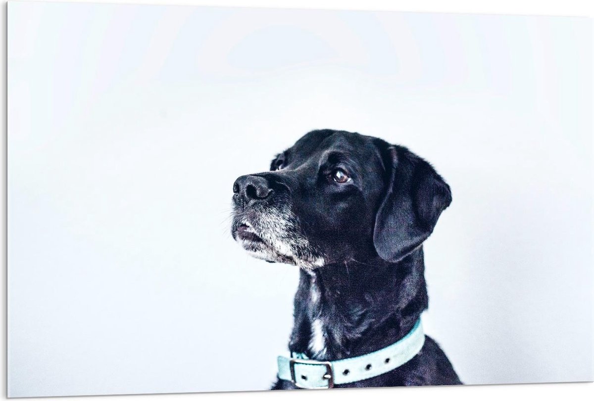 Plexiglas - Hoofd van Zwarte Hond op Witte Achtergrond - 120x80cm Foto op Plexiglas (Wanddecoratie op Plexiglas)