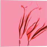 Acrylglas - Rode Rook met Roze Achtergrond - 50x50cm Foto op Acrylglas (Met Ophangsysteem)