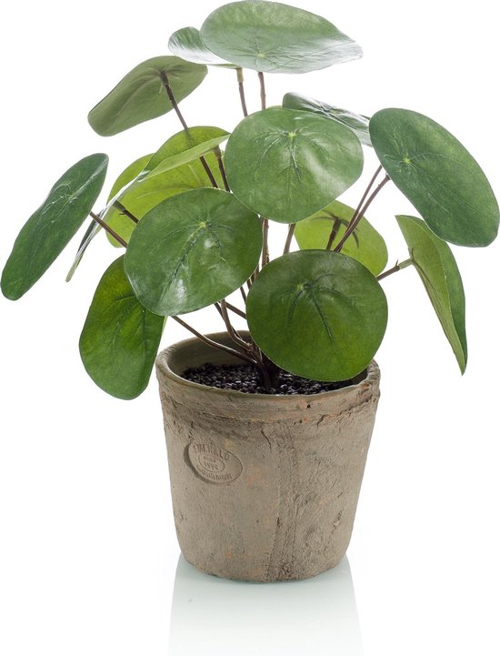 Kunst Pannenkoekenplant 25cm