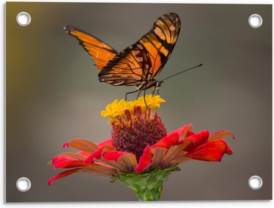 Tuinposter – Oranje Vlinder op Rode Bloem - 40x30cm Foto op Tuinposter  (wanddecoratie voor buiten en binnen)