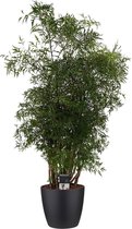Hellogreen Kamerplant - Polyscias Hawaiiana Ming Vertakt - 95 cm - Elho Brussels zwart