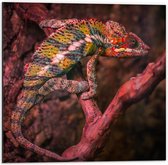 Dibond - Kameleon op Tak - 50x50cm Foto op Aluminium (Met Ophangsysteem)