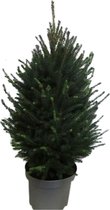 Pannebakker Plants BV - Picea - 70 Cm - Ø 28 - 1 Stuks