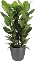 Ficus Audrey in ELHO sierpot (antraciet) (Ficus Audrey)