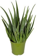 Aloe Vera (AV07 )