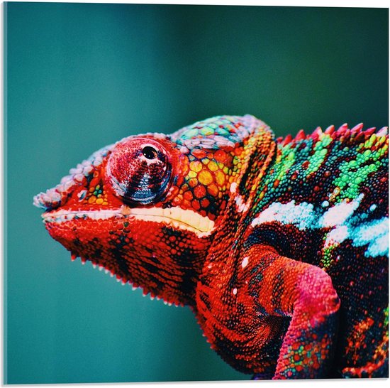 Acrylglas - Roodkleurige Kameleon  - 50x50cm Foto op Acrylglas (Met Ophangsysteem)