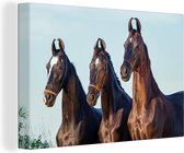 Trois chevaux Marwari noirs debout dans une rangée toile 30x20 cm - petit - Tirage photo sur toile (Décoration murale salon / chambre) / Animaux de la ferme Peintures sur toile