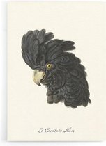 Walljar - Le Cacatoès Noir - Muurdecoratie - Plexiglas schilderij