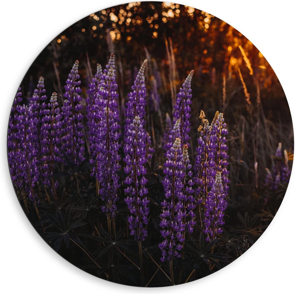 Dibond Wandcirkel - Lupinus perennis Bloemen Paars met Zon - 80x80cm Foto op Aluminium Wandcirkel (met ophangsysteem) op Prijzenvolger.com
