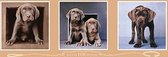 EuroGraphics Poster - Labrador Cute Fur Words - 30.5 X 91.5 Cm - Multicolor