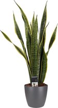 Decorum Sansevieria - Kamerplant - vrouwentong - Laurentii met Elho brussels antracite