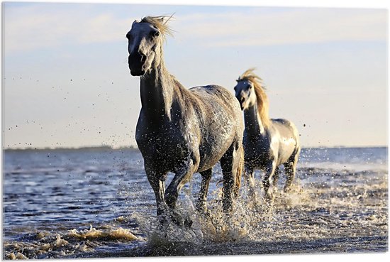 Acrylglas - Galopperende Paarden in het Water - 90x60cm Foto op Acrylglas (Wanddecoratie op Acrylglas)