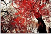 Schilderij Boom met rode bladeren in de herfst, 3 maten