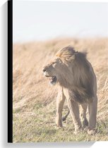 Canvas - Zijaanzicht Mannetjesleeuw - 40x60cm Foto op Canvas Schilderij (Wanddecoratie op Canvas)