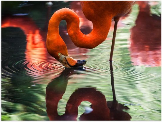 Poster – Flamingo die Water Drinkt  - 40x30cm Foto op Posterpapier