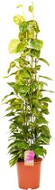 Kamerplant van Botanicly – Epipremnum pinatum Aureum – Hoogte: 160 cm