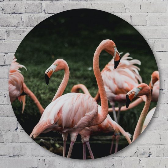 Muurcirkel ⌀ | Groep flamingo’s | Aluminium Dibond