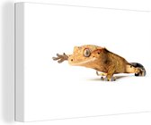 Walking Gecko Canvas 2cm 90x60 cm - Impression Photo sur Toile Peinture (Décoration murale Salon / Chambre) / Peintures sur Toile Animaux Sauvages