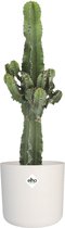 Euphorbia cactus in ® ELHO b.for soft sierpot(Euphorbia)