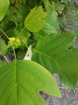 Amerikaanse tulpenboom - Liriodendron tulipifera | Omtrek: 14-18 cm | Hoogte: 350 cm