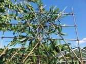 Leilaurierkers - Prunus l. Caucasica | Omtrek: 6-10 cm | Hoogte: 300 cm