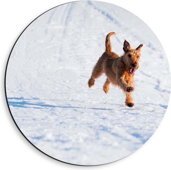 Dibond Wandcirkel - Blije Hond in de Sneeuw - 40x40cm Foto op Aluminium Wandcirkel (met ophangsysteem)