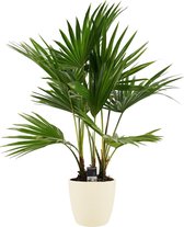 Kamerplant van Botanicly – Waaierpalm incl. crème kleurig sierpot als set – Hoogte: 100 cm – Livistona Rotundifolia