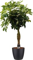 Kamerplant van Botanicly – Vingerboom incl. sierpot zwart als set – Hoogte: 125 cm – Schefflera arb. Gold Capella