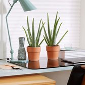 2x Aloe Vera plant - Incl. Terracotta Pot - Set Van 2 - ↑ 40-45cm - Ø 12cm