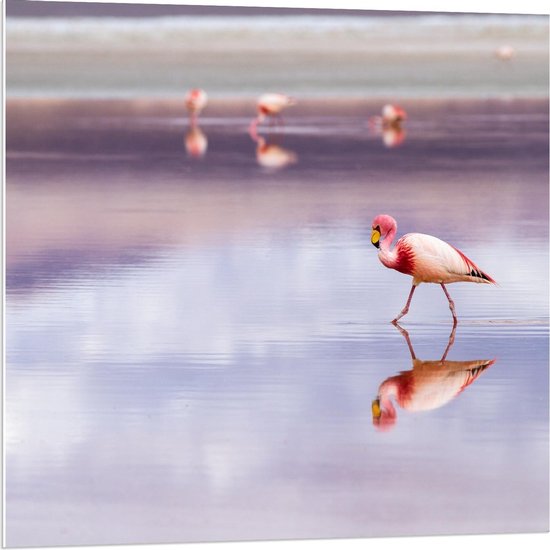Forex - Flamingo's in het Paarse Water - 80x80cm Foto op Forex