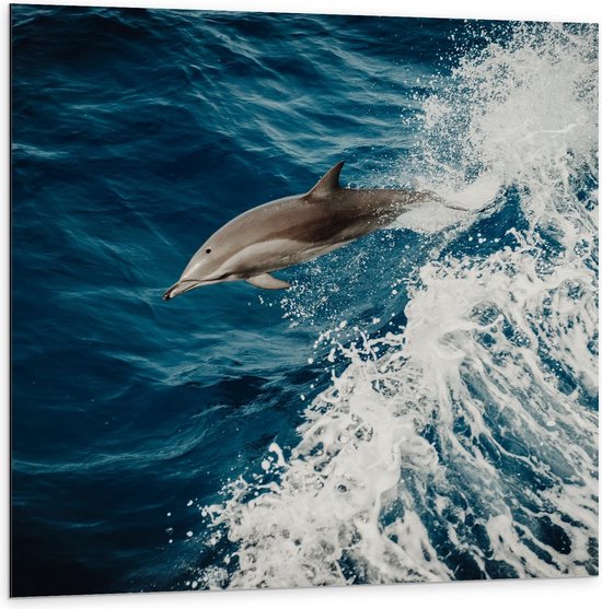 Dibond - Dolfijn Duikend door de Zee  - 100x100cm Foto op Aluminium (Wanddecoratie van metaal)
