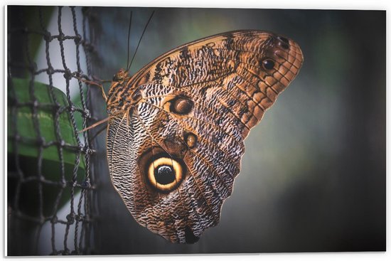 Forex - Bruine Vlinder op Net - 60x40cm Foto op Forex