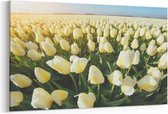 Schilderij - Yellow tulips , blue sky — 90x60 cm