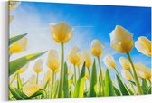 Schilderij - Gele tulpen in de zomer — 90x60 cm