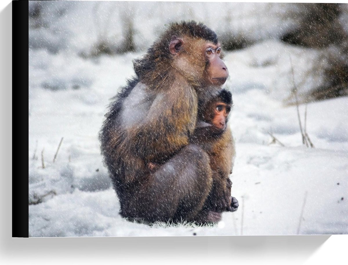 Canvas - Moeder en Baby Aap in de Sneeuw - 40x30cm Foto op Canvas Schilderij (Wanddecoratie op Canvas)