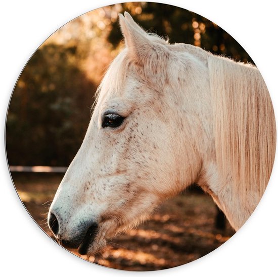 Dibond Wandcirkel - Witte Pony in de Wei - Foto op Aluminium Wandcirkel (met ophangsysteem)