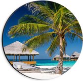 Dibond Wandcirkel - Tropische Palmboom op het Strand - 20x20cm Foto op Aluminium Wandcirkel (met ophangsysteem)