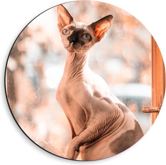 Dibond Wandcirkel Staande Naaktkat 40x40cm Foto op Aluminium Wandcirkel (met... Dibond Wandcirkel Staande Naaktkat 40x40cm Foto op Aluminium Wandcirkel (met...